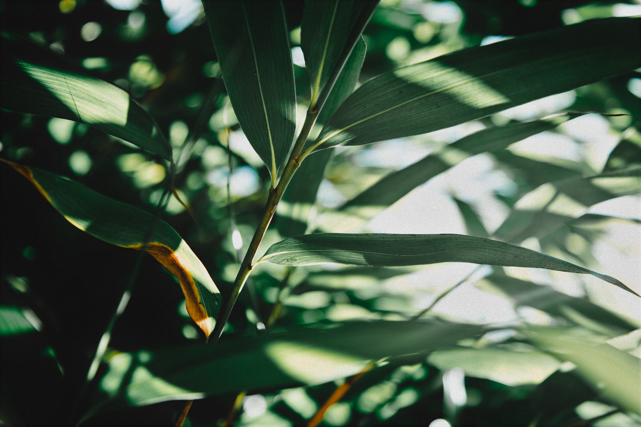 “Light, Camera, Action” Starring Reactions in Photosynthesis