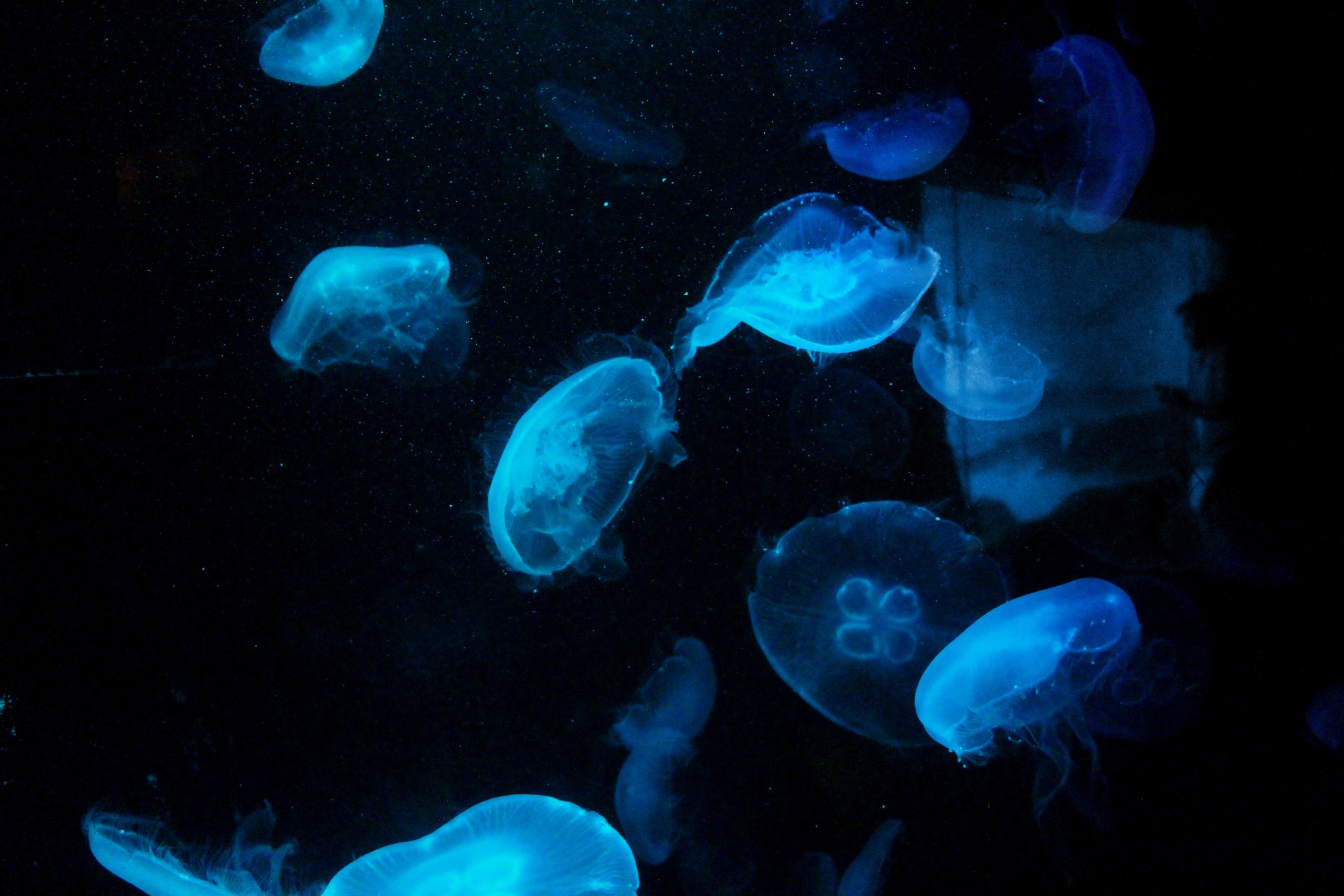 Now you see me, Now you don’t: Fluorescent Tagging Membranes