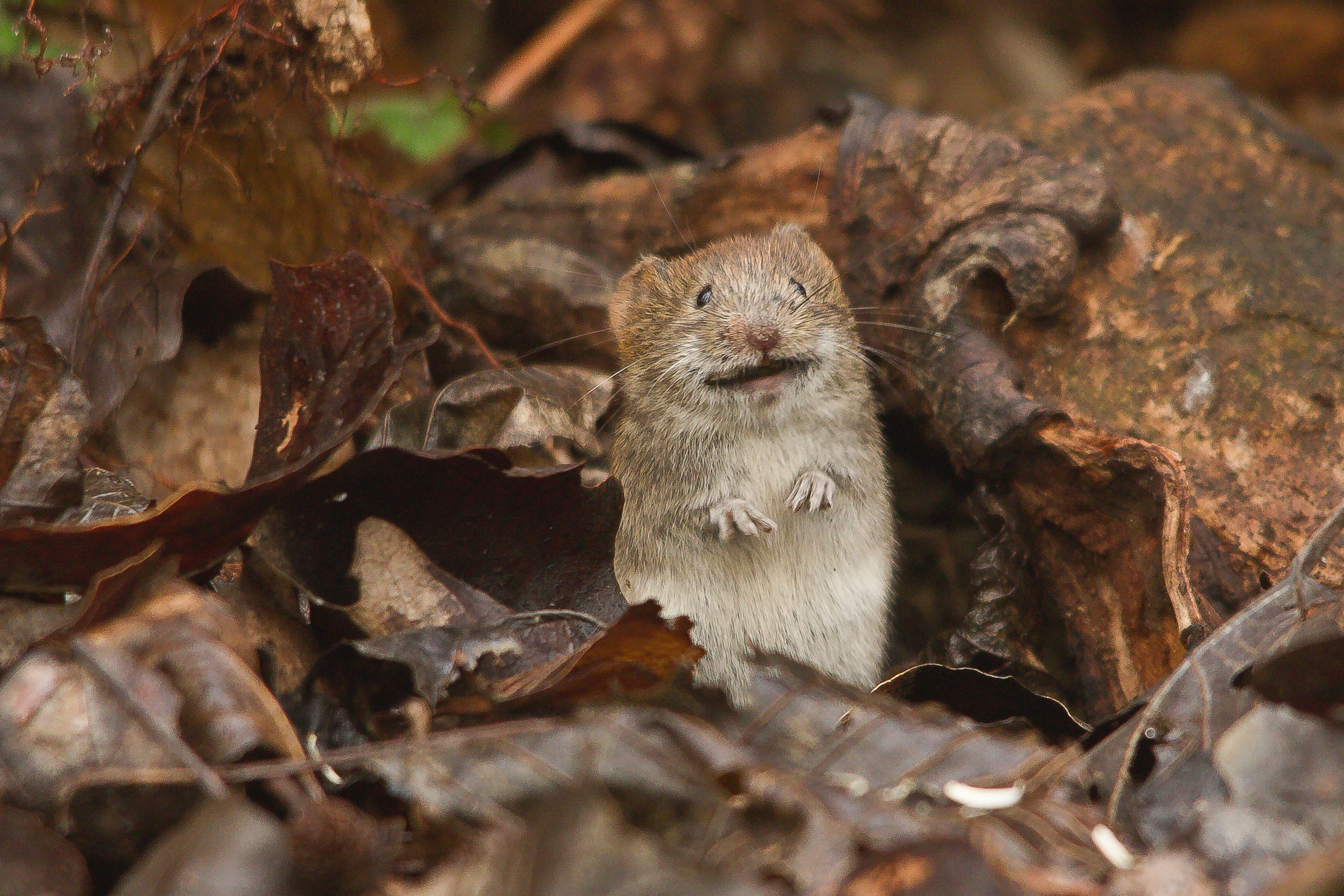 Mouse Coat Colour